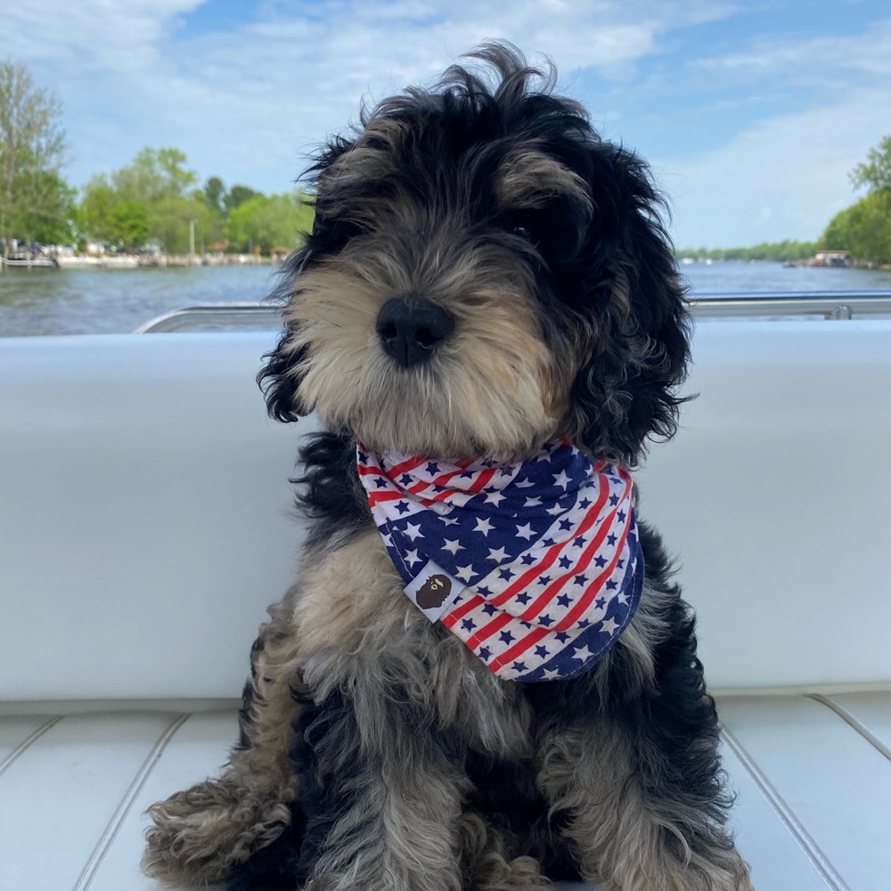 Meet your Posher, Maya